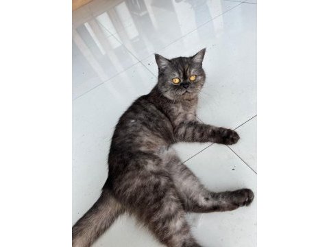 İran kedimiz sahiplendiriyoruz