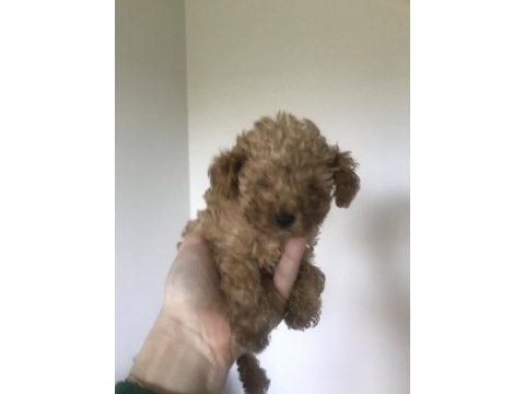 Reddown toy poodle 2 aylık