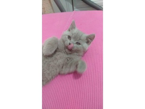 Lilac british shorthair bebekler