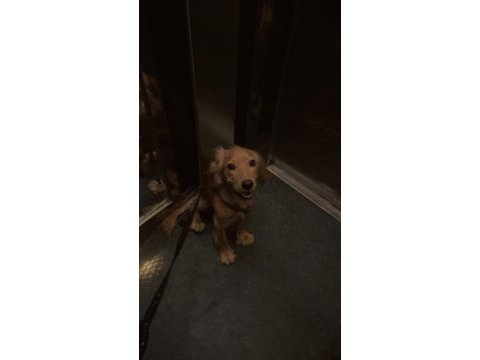 1 yaşında ingiliz cocker alvin