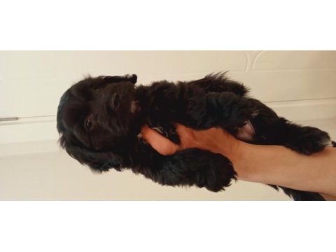 55 günlük siyah maltipoo yavrusu kıvırcık tüylü