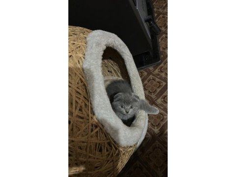 3 aylık dişi scottish fold yavru sahiplendirilecektir