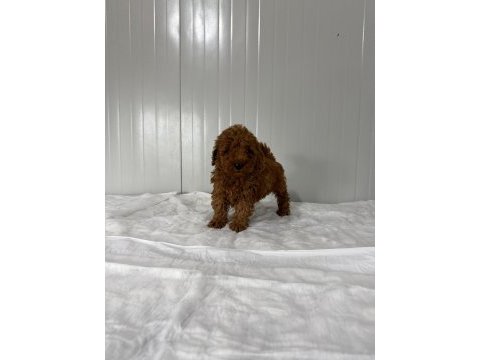 Poodle köpeğimizi kaçıran üzülür