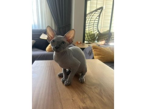 3 aylik sphynx
