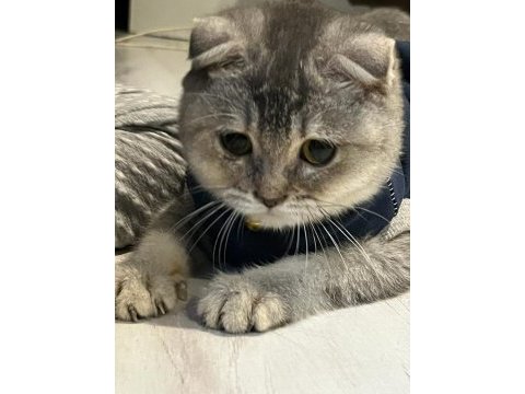 A kalite uysal ve oyuncu scottish fold kedimize sahip