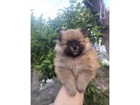 Tatlılık abidesi son 2 yavru 1 dişi 1 erkek pomeranian