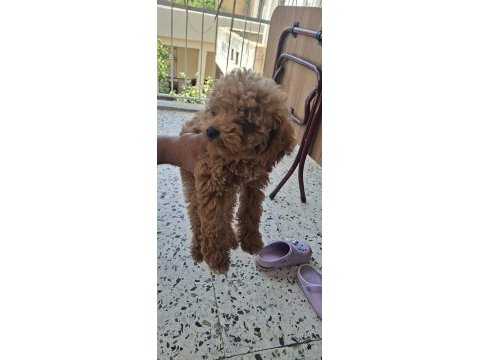 Toy poodle köpeği