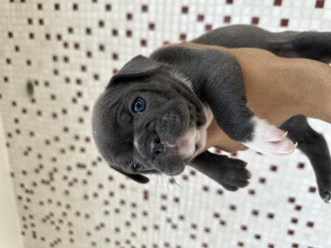 Köpeğime güzel ona iyi bakabilecek yuva arıyorum
