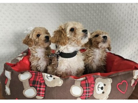 A class maltipoo yavrularımız