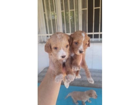 F2 maltipoo yavrularımız rezerveye açılmıştır