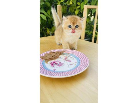 Tip kürk şahane british shorthair prenses