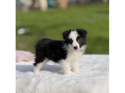 Siyah beyaz border collie yavrular