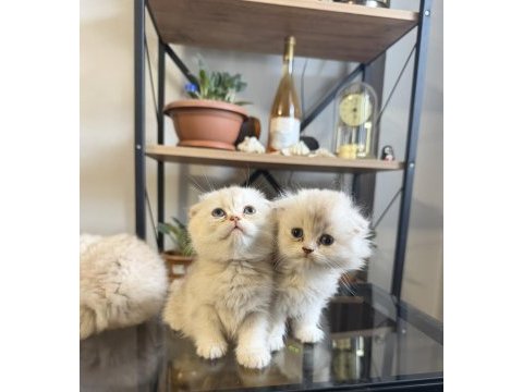 Üst kalite scottish fold bebekler