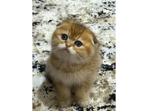 Scottish fold yuvam olur musunuz?