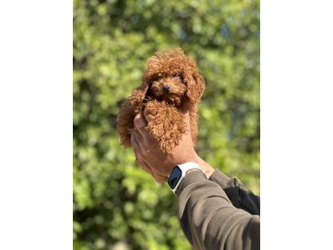 Kore red brown toy poodle