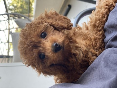 Toy poodle 2 aylık prenses 