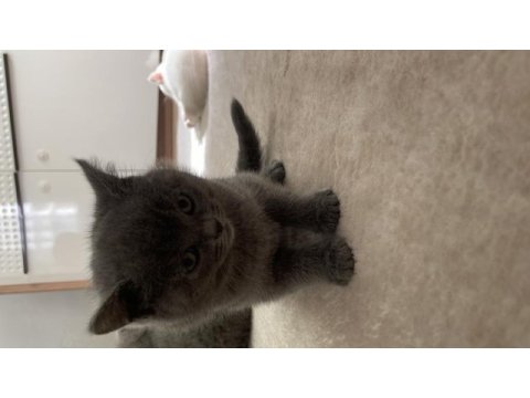55 günlük british shorthair dişi yavrularımız