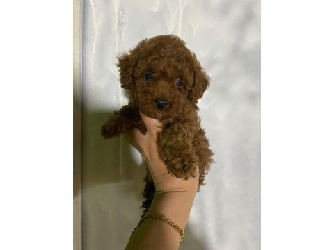 Evde bakılan sağlık ve ırk garantili poodle bebek