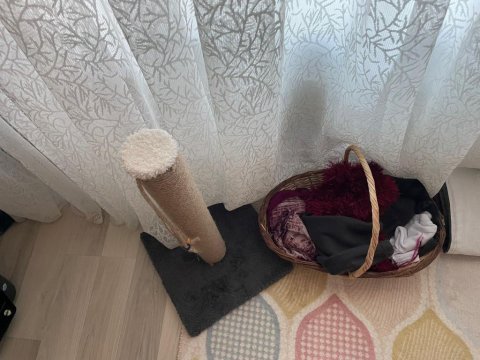 Alanya 3 aylık scottish ırk aşı tam tuvalet eğitimi var