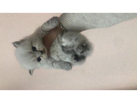 Scottish fold ve scottish blue point 1-2 aylık yavru