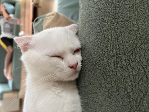 Scottish fold yavru kedimi sahiplendiriyorum