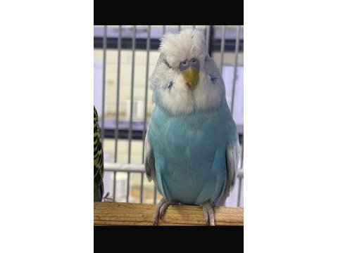 Ele alıştırmalık jumbo muhabbet yavruları