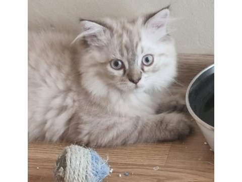 Kedi erkek iki ay iki hafta scottish