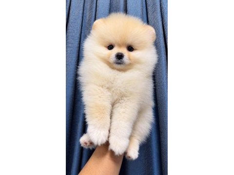 Pomeranian boo dişi yavrumuz