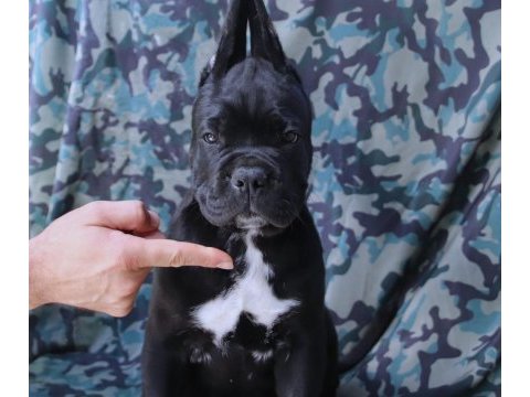 Fcı -kıf secereli safkan cane corso yavrular
