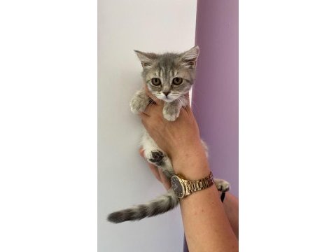 British shorthair yavrularımız sahiplendirilecek