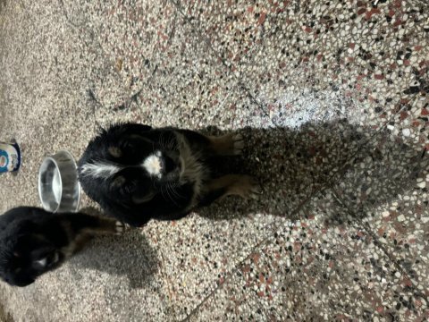 Yavru köpeklerimize yuva arıyoruz