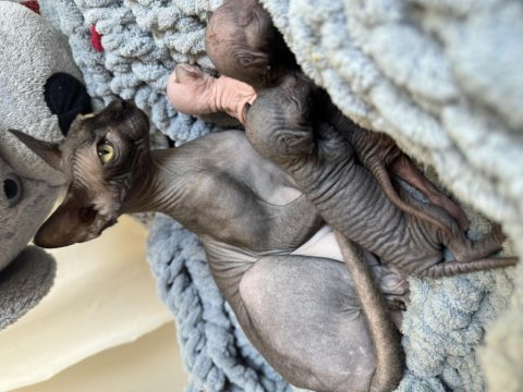 3 baby sphynx