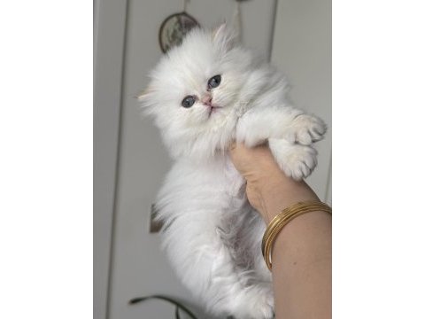Saf kanlı british longhair