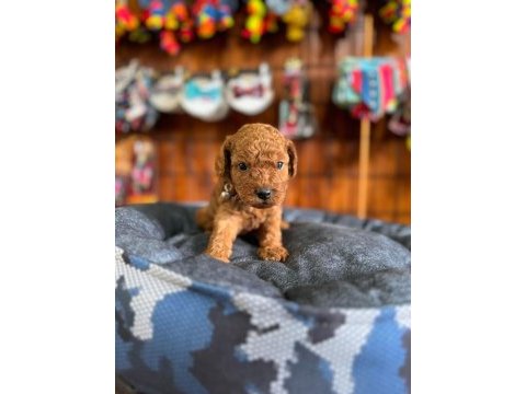 En akıllı apartman köpeği a scrli toy poodle