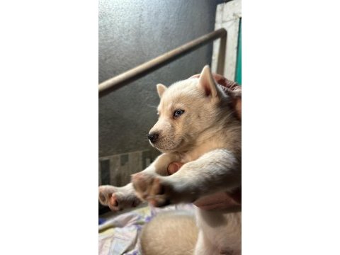 Saf kan husky yavrusu