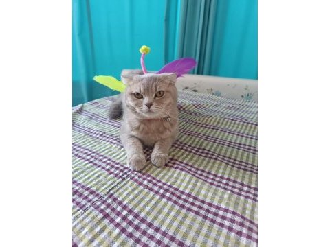 Sevimli dişi minnoş scottish fold