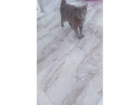 Uysal aşılı kısırlaştırılmış cins kedimiz ücretsiz