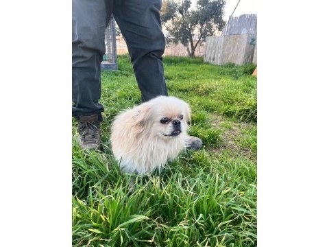 5 yasında beyaz pekingese yeni yuvasını arıyor