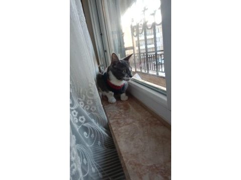 1.5 yaşında kısır ücretsiz kedimiz