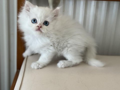 Kar beyaz mavi gözlü british shorthair ve longhair