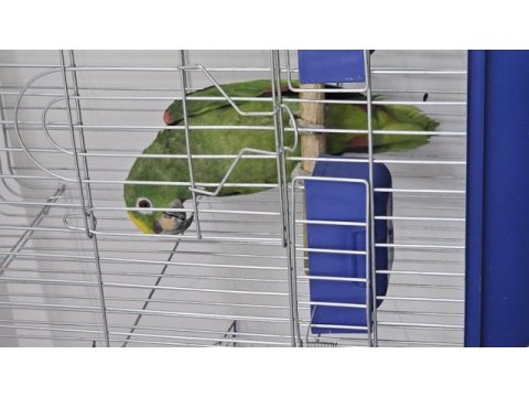 8 aylık amazon papağanı
