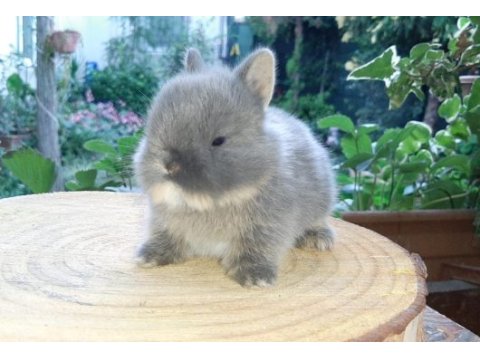 Orjinal safkan cüce tavşan bebeklerimiz