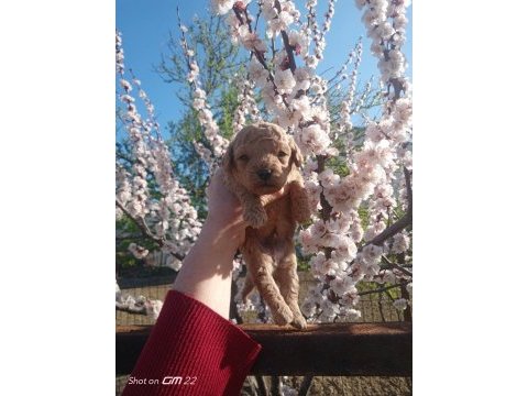 Toy poodle miniminnak yavrularimiz