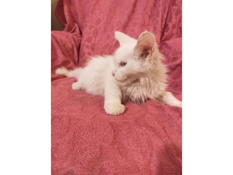 Mainecoon beyaz mavi göz erkek