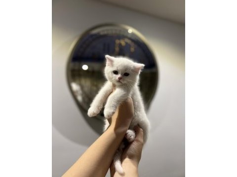Beyaz brıtısh shorthair yavrular