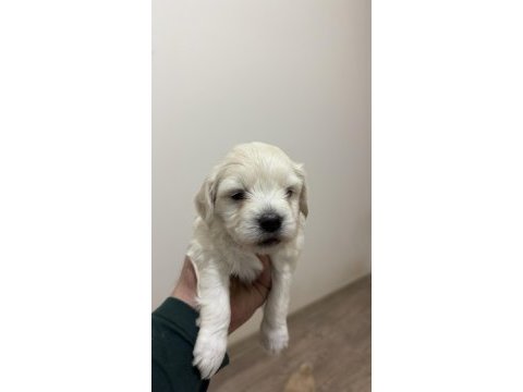 Orijinal ırk maltese terrier