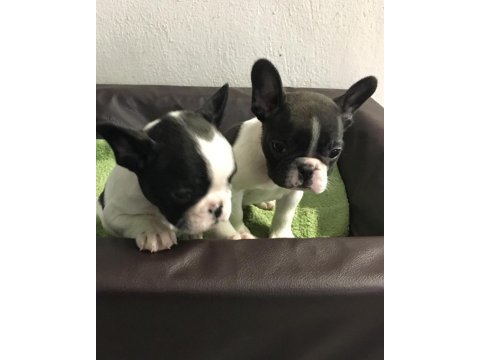 French bulldog yavruları