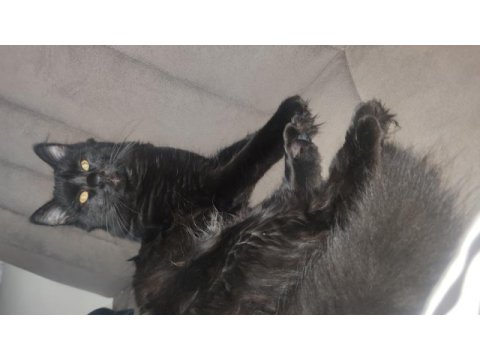 British longhair