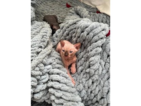 Sfenks (sphynx) yavru uyguna verilecek