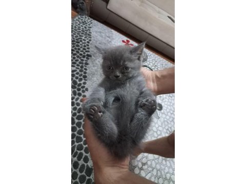 Kartopu kedimize ve griye bir yuva arıyoruz